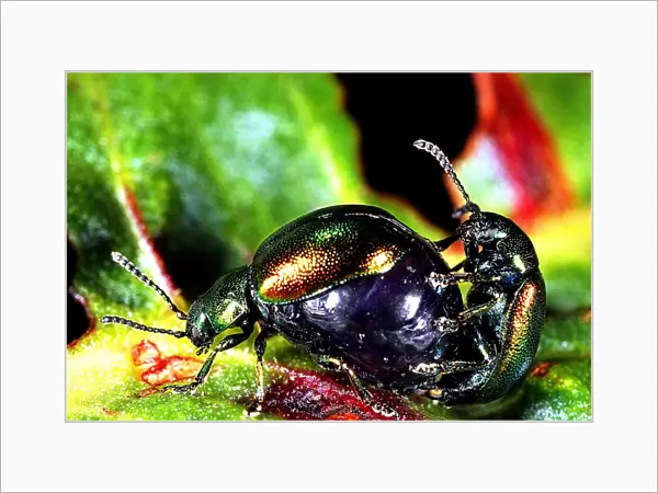 Dock leaf beetles mating