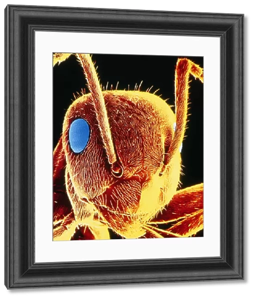 False-col SEM of the head of a black garden ant