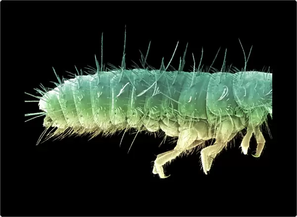 Beetle larva, SEM