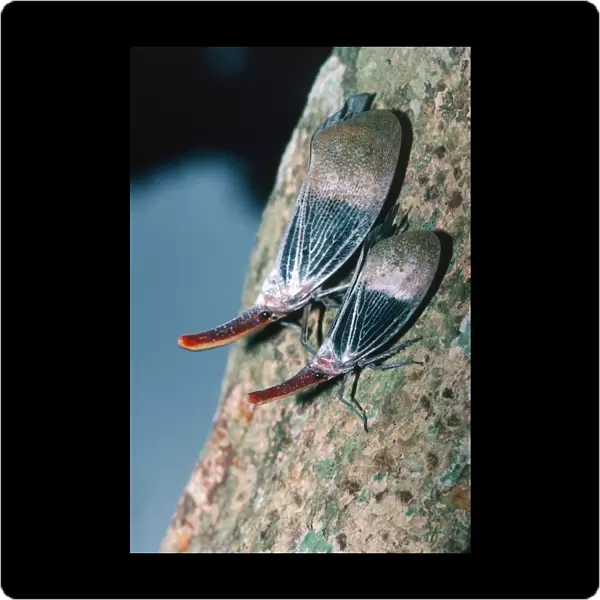 Lanternbugs on a tree