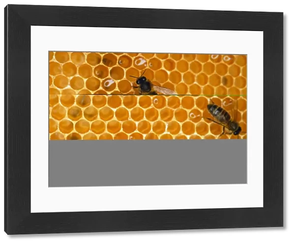 Worker honeybees