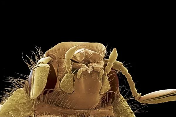 Cockchafer beetle, SEM