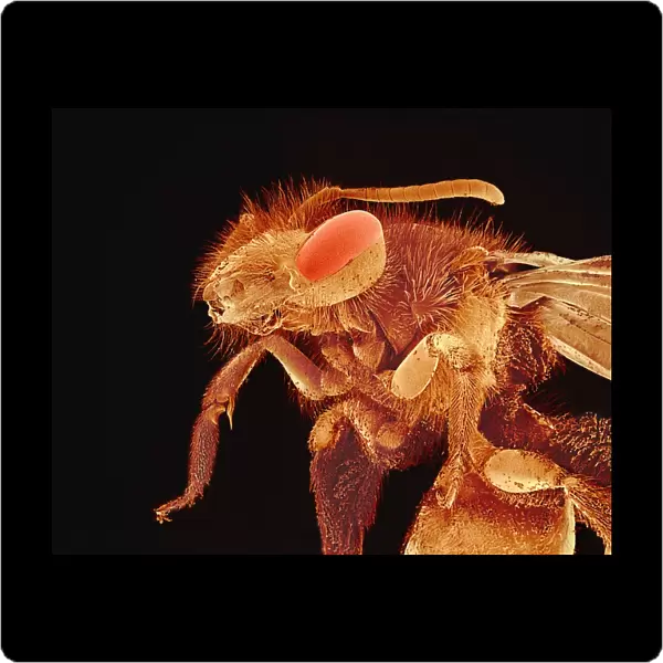 Bee, SEM. Bee. Coloured scanning electron micrograph 