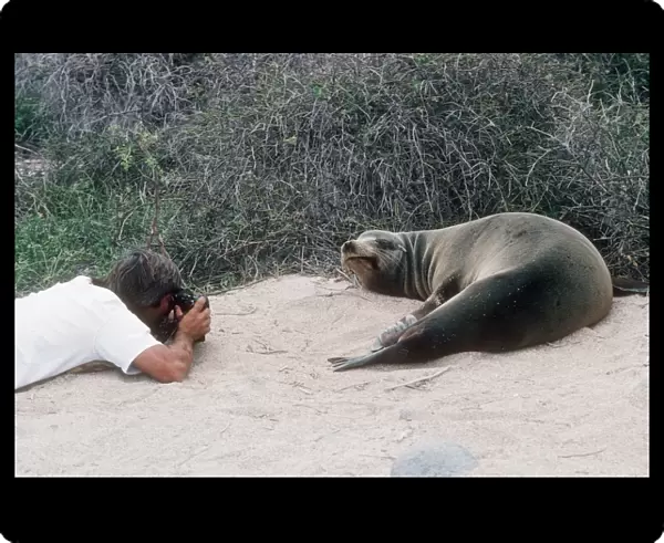 Californian sea lion with a tourist