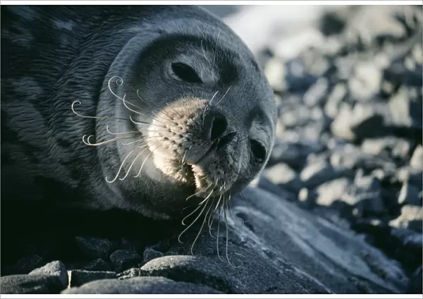 Basking Weddell seal