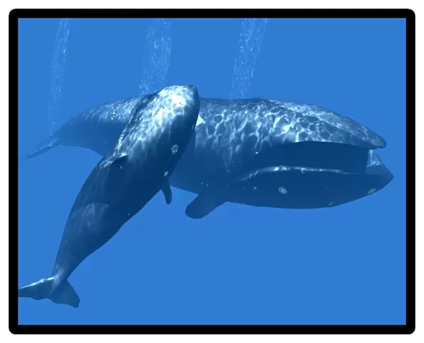 Right whale mother and calf