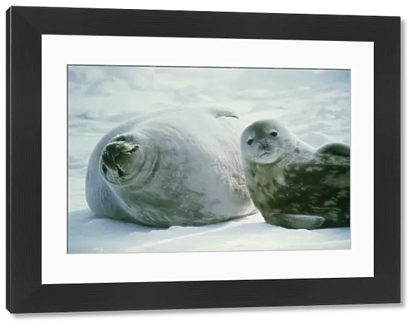 Weddell seals