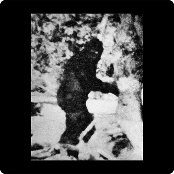 Bigfoot film, 1967