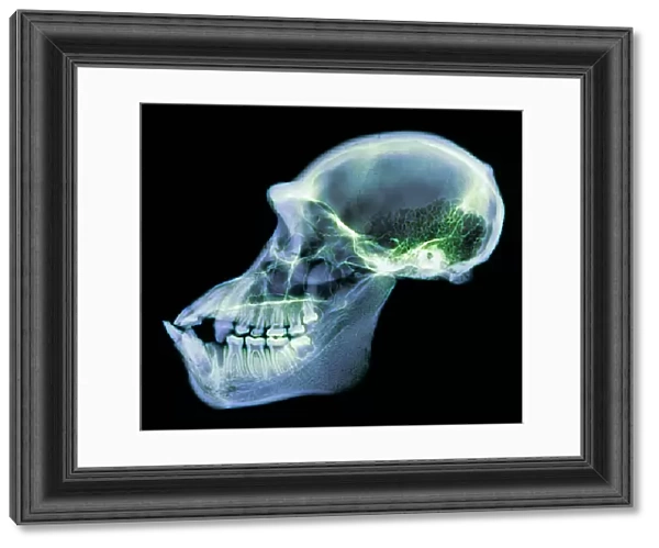 Chimpanzee skull, X-ray