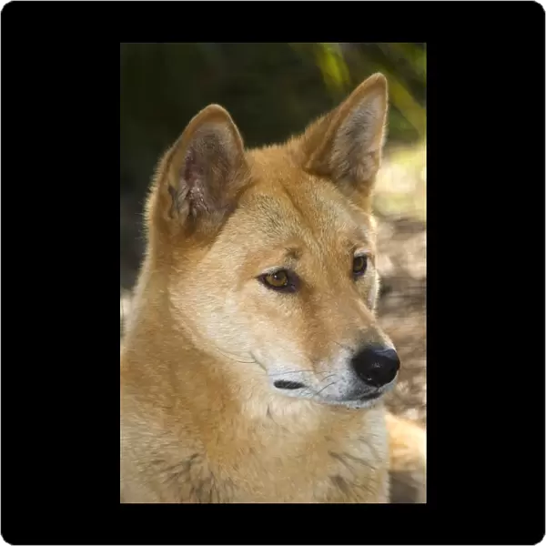 Dingo (Canis lupus dingo). This wild dog is found throughout Australia and southeast Asia