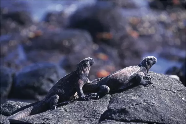Marine iguanas