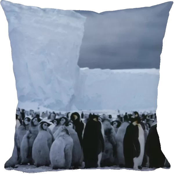 Emperor penguin rookery