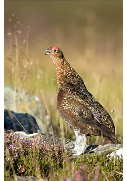 Male red grouse calling