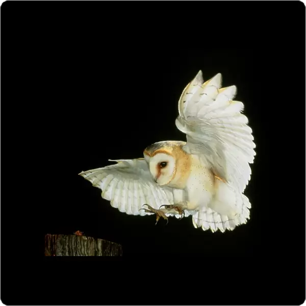Barn owl. High-speed photograph of a European barn owl (Tyto alba) swooping