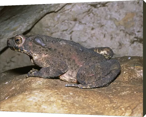 Asian giant toad