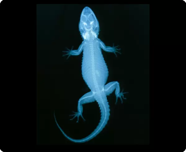 X-ray of a gecko lizard