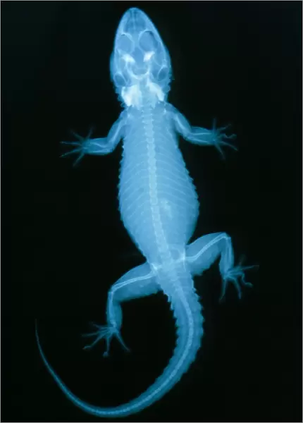 X-ray of a gecko lizard