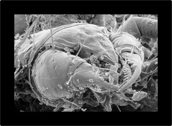 SEM of the dust mite Dermatophagoides sp