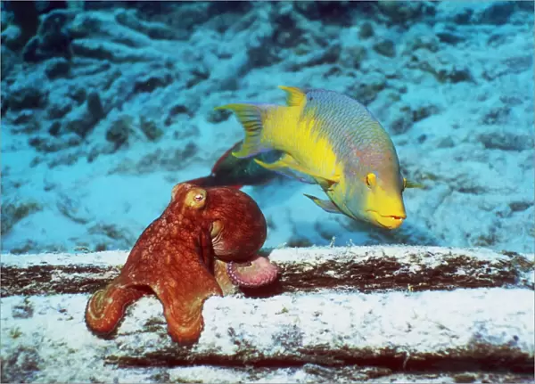 Common octopus hunting
