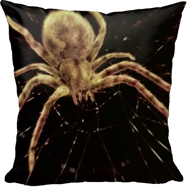 Spider on its web, computer artwork