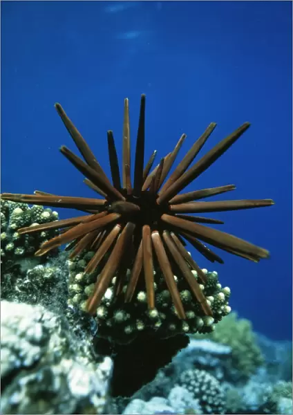 Slate pencil sea urchin