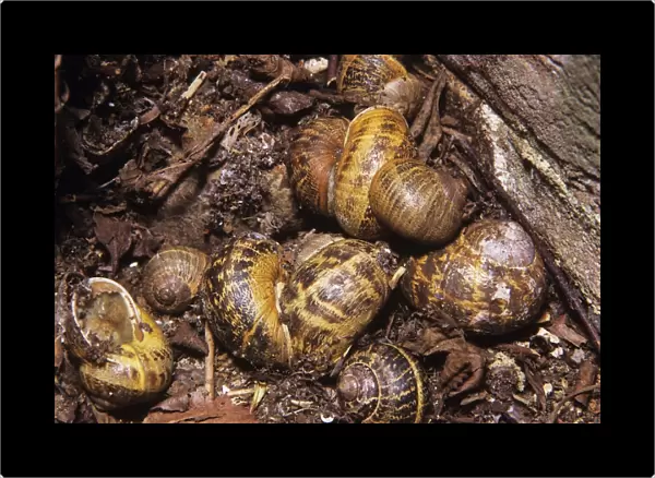 Garden snails hibernating