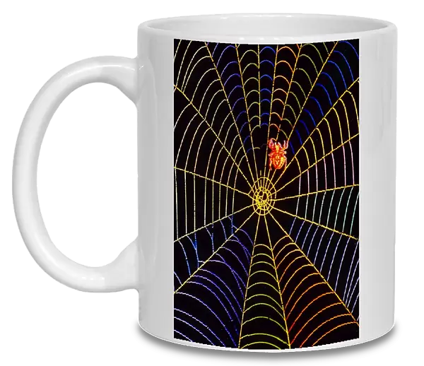 Coloured image of web and garden spider, Araneus