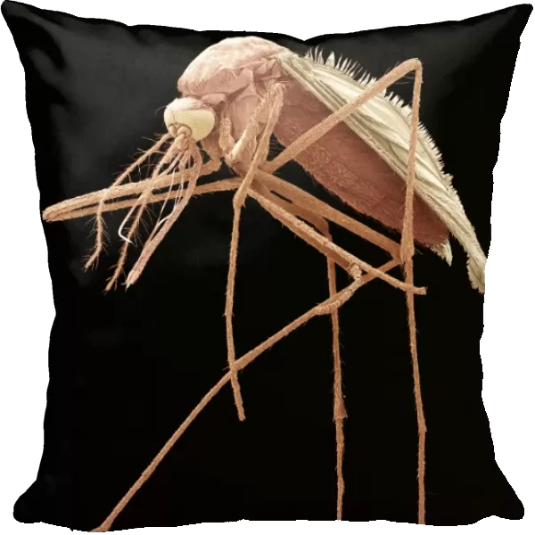 Mosquito, SEM