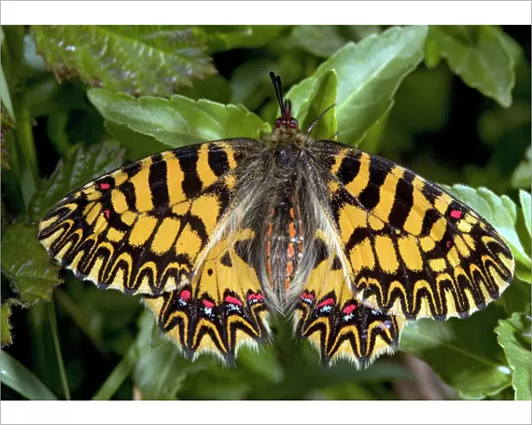 Southern festoon butterfly