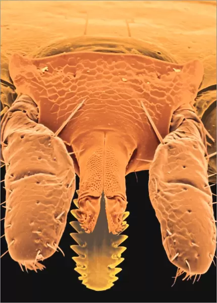 Coloured SEM of the head of a tick, Ixodes sp
