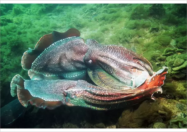 Giant cuttlefish fighting
