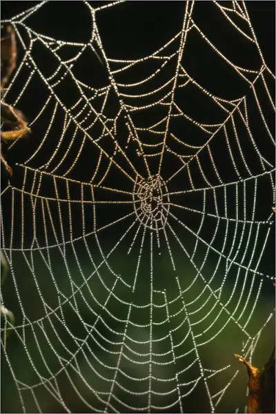 Photo of a web of Araneus diadematus