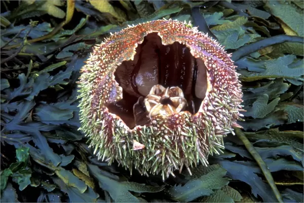 Discarded edible sea urchin