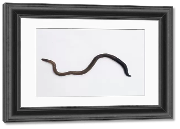 Earthworm (Lumbricus sp.). This is an annelid worm that inhabits soil