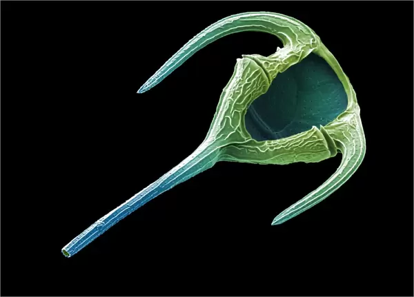 Dinoflagellate protozoan, SEM