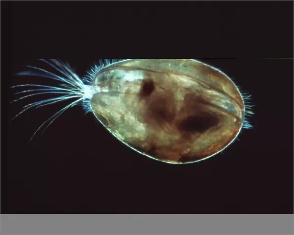 Seed shrimp, light micrograph
