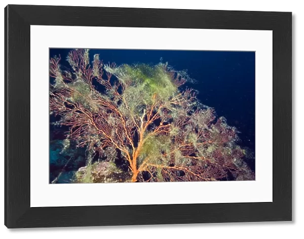 Sea fan smothered in algae. In areas with lots of intensive agriculture