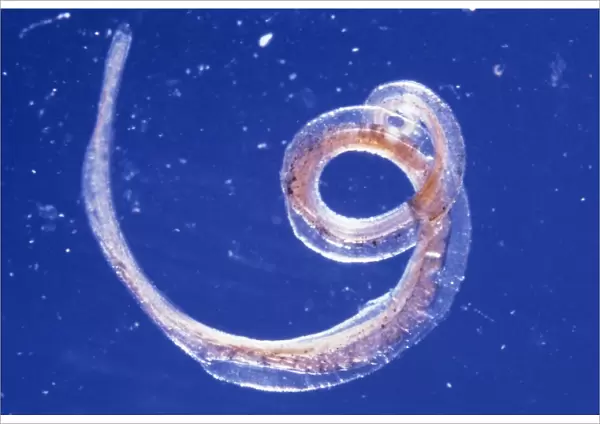 Whipworm parasite