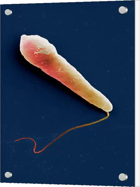 Euglena protozoan, SEM