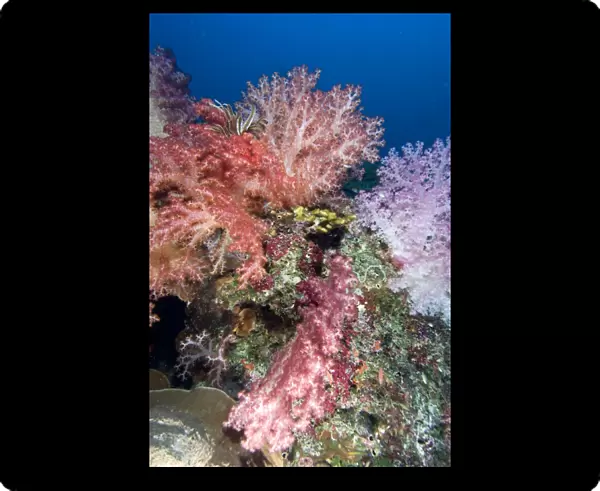 Soft coral