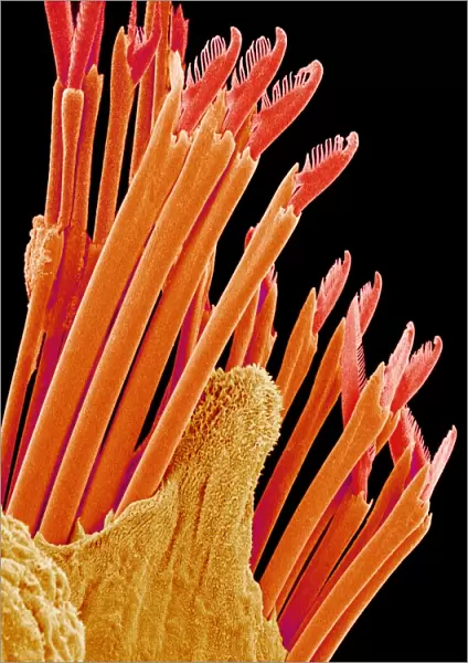 Fireworm bristles, SEM