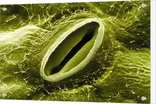 Open stoma pore on rose leaf