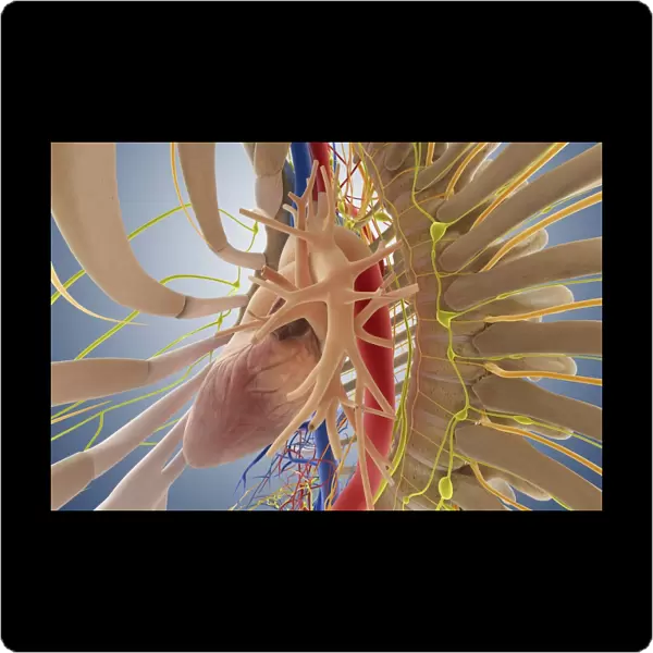Cardiovascular system, artwork C013  /  4405
