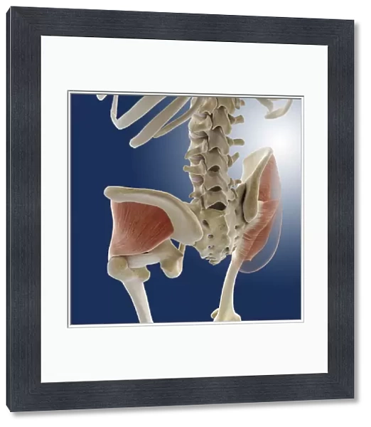 Buttock muscles, artwork C013  /  4423