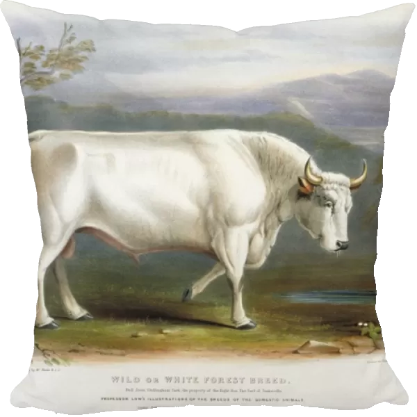 White Forest Cattle, 19th century C013  /  6219