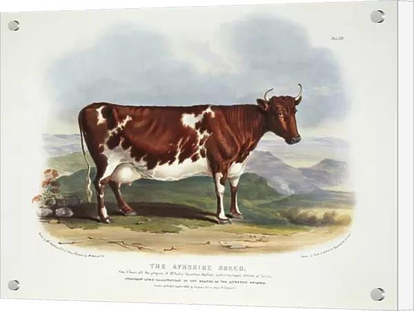 Ayrshire Cattle, 19th century C013  /  6221