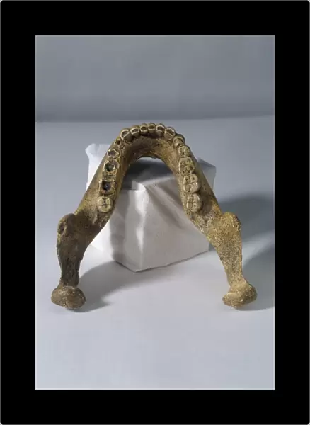 Homo heidelbergensis lower jaw C013  /  6550