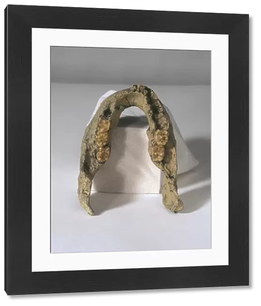 Homo erectus lower jaw C013  /  6551