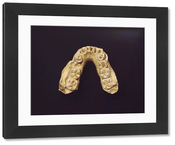 Australopithecus africanus jaw bone C013  /  6559