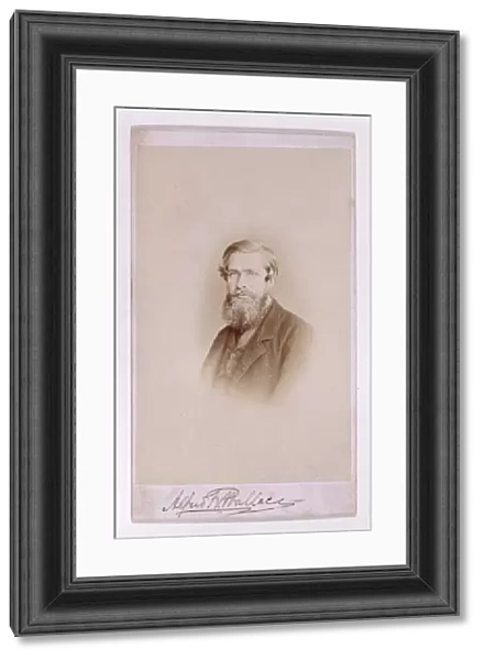 Alfred Russel Wallace, British naturalist C013  /  6595